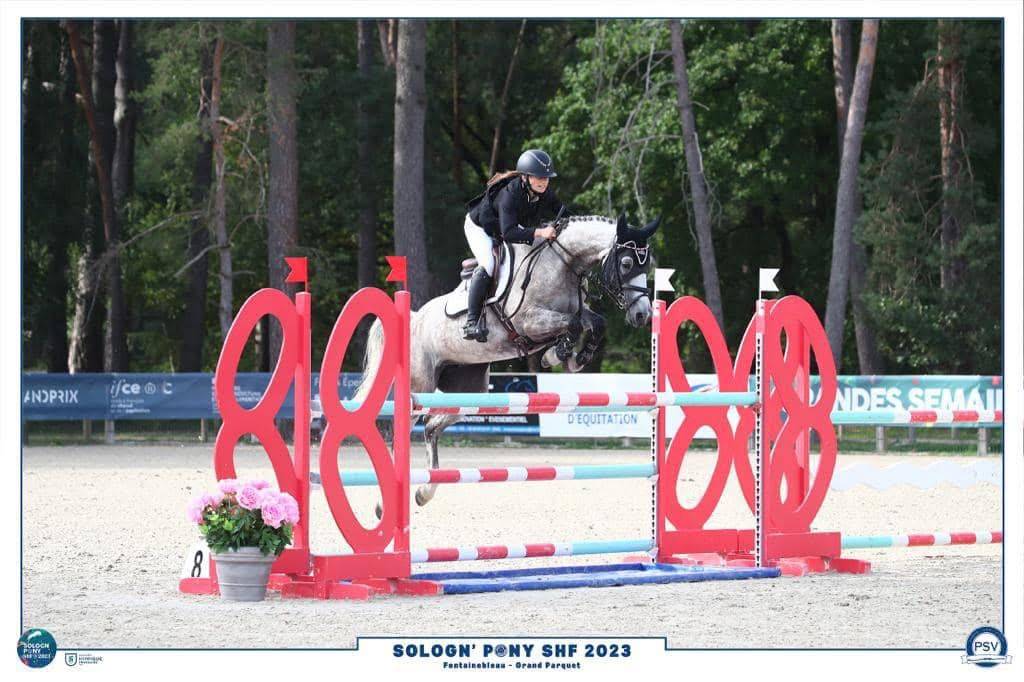 Mare French Saddle Pony For sale 2016 Grey