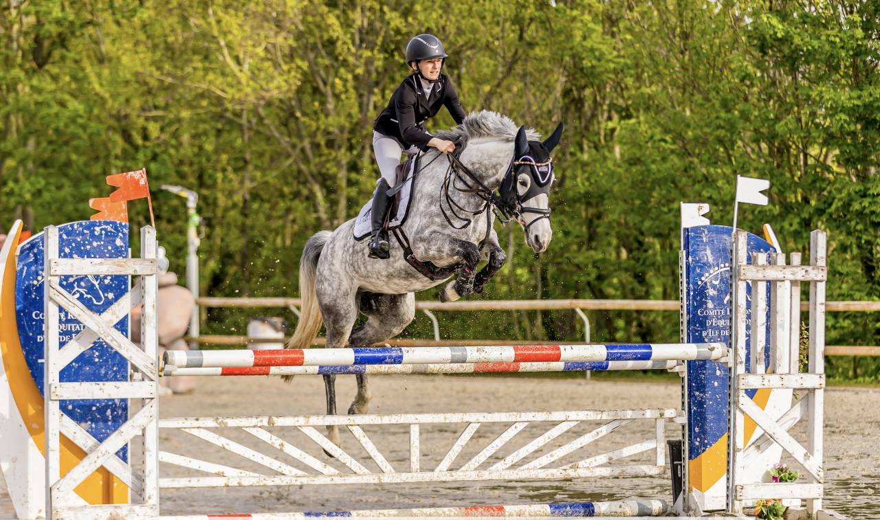 Mare French Saddle Pony For sale 2016 Grey