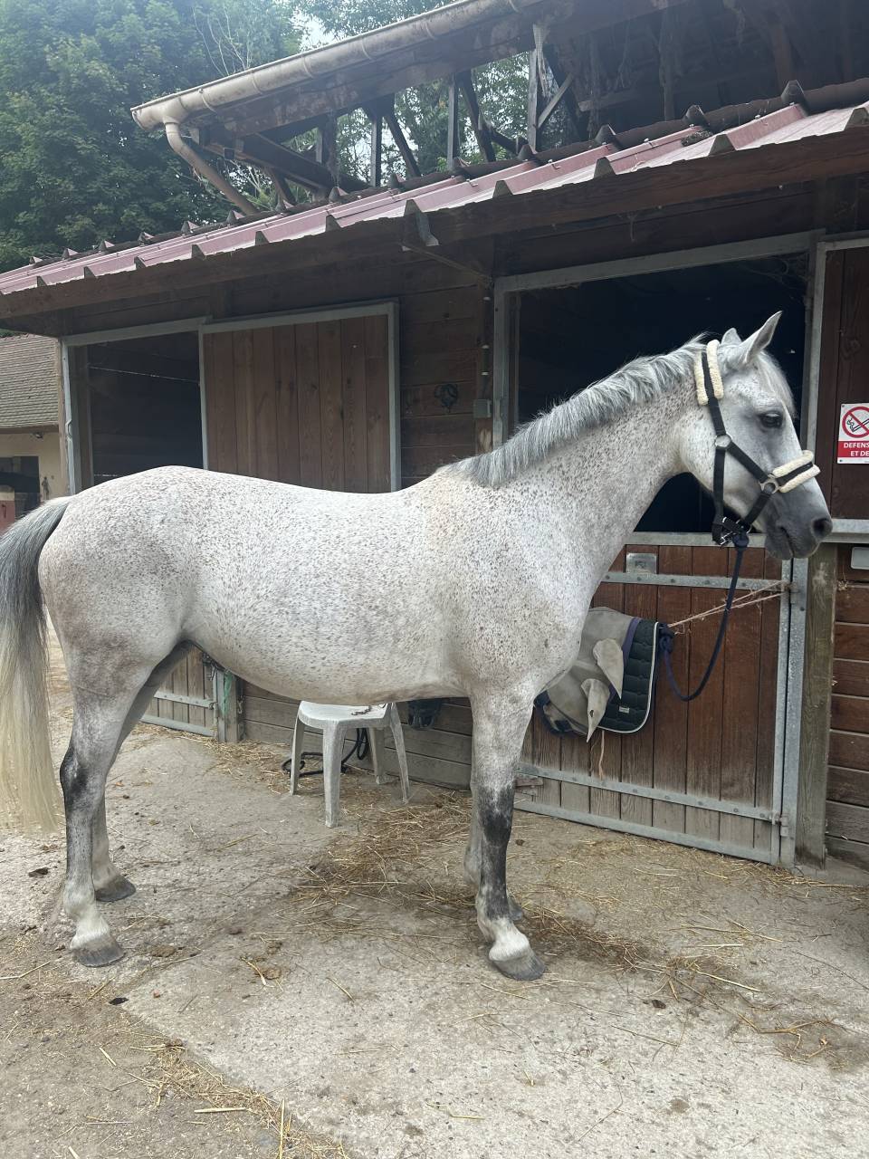 Mare French Saddle Pony For sale 2016 Grey