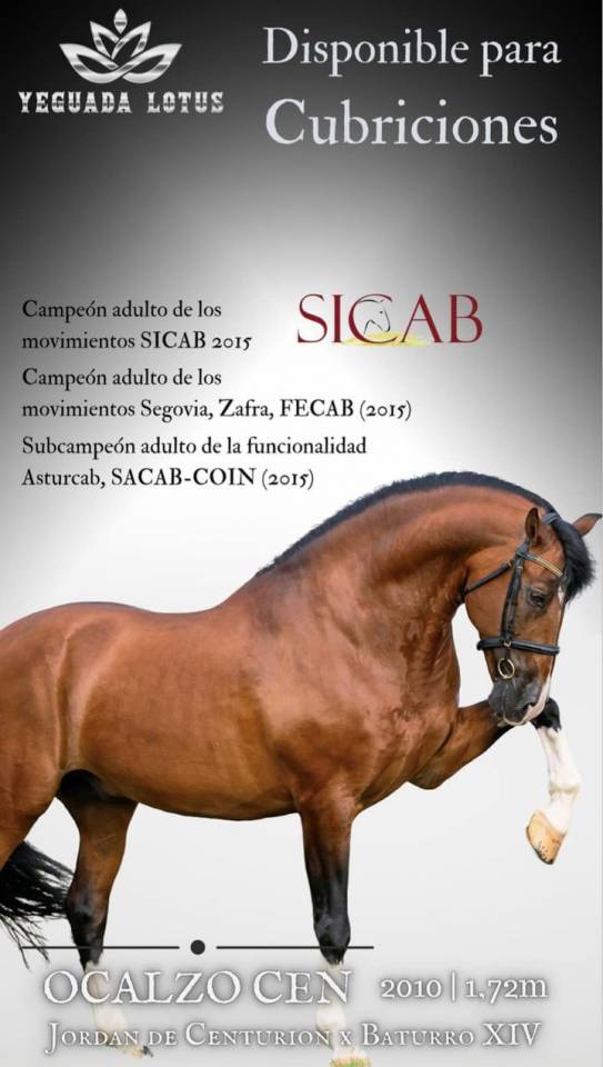 World Champion GP Level Best Character Stallion !!!