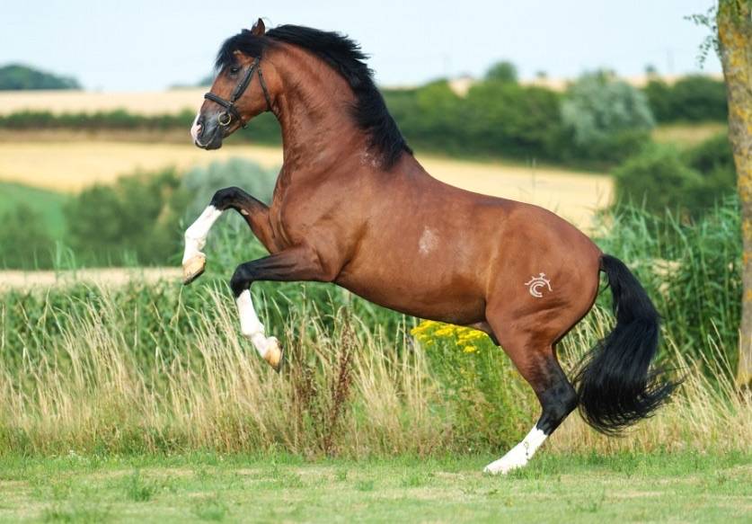 World Champion GP Level Best Character Stallion !!!