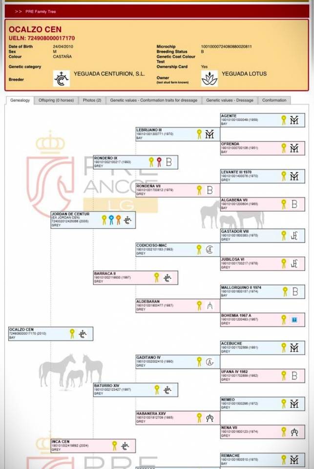 World Champion GP Level Best Character Stallion !!!
