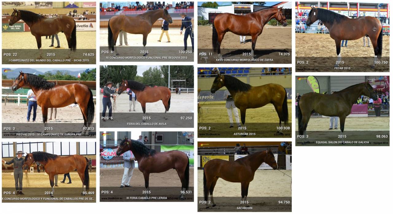 World Champion GP Level Best Character Stallion !!!