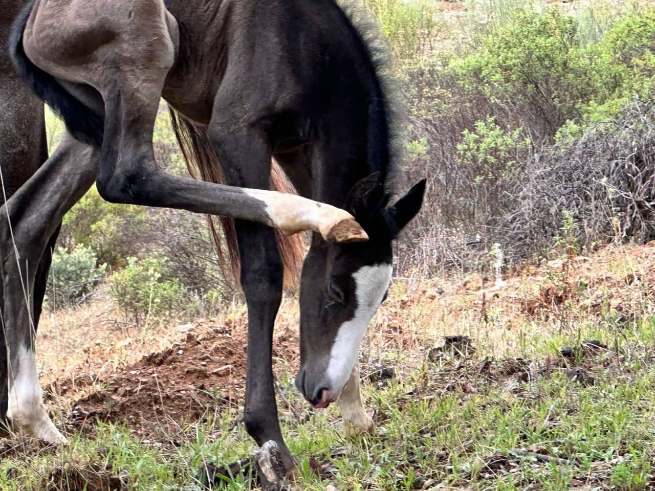 World Champion GP Level Best Character Stallion !!!
