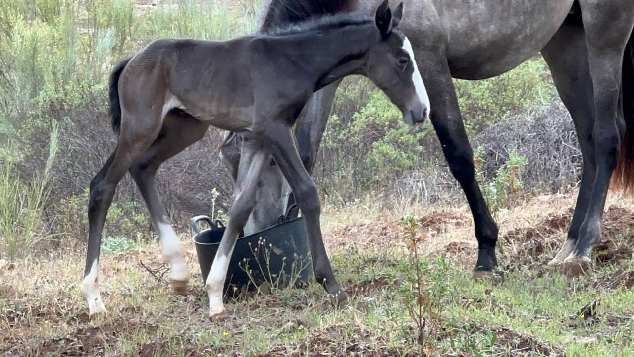World Champion GP Level Best Character Stallion !!!