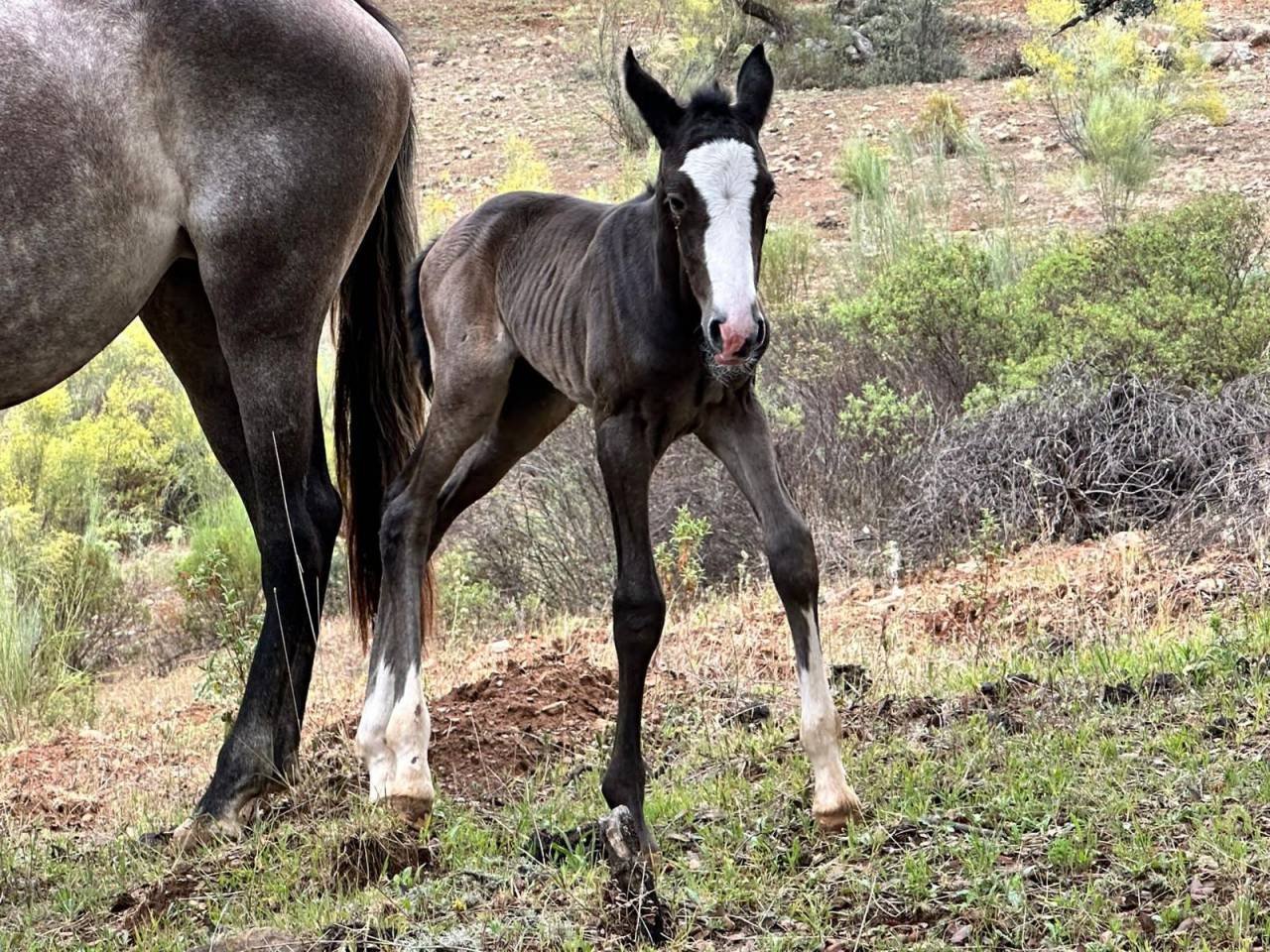 World Champion GP Level Best Character Stallion !!!