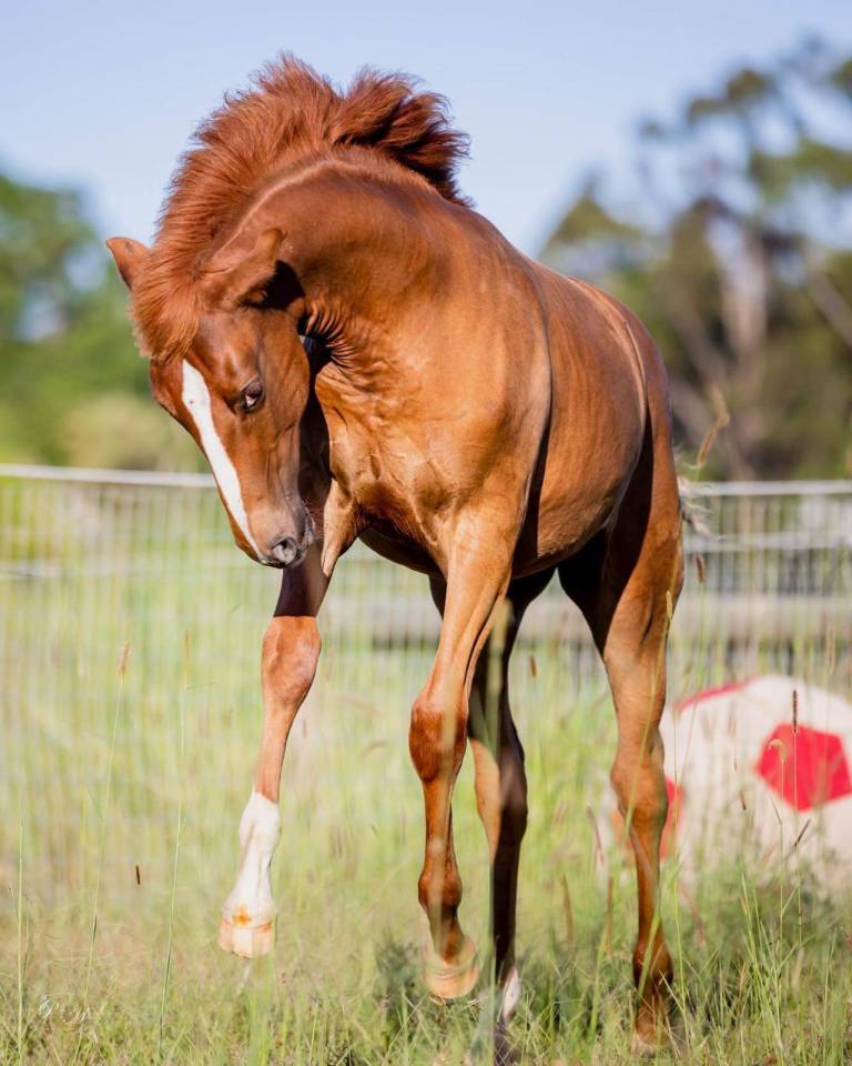 World Champion GP Level Best Character Stallion !!!