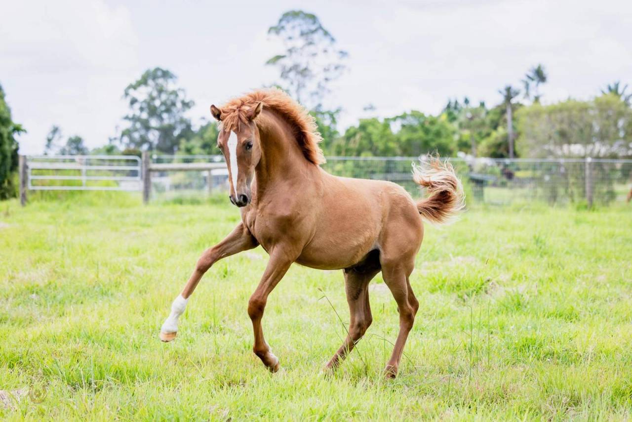 World Champion GP Level Best Character Stallion !!!