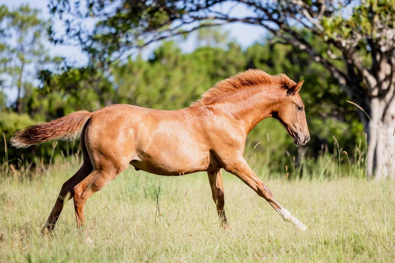 World Champion GP Level Best Character Stallion !!!