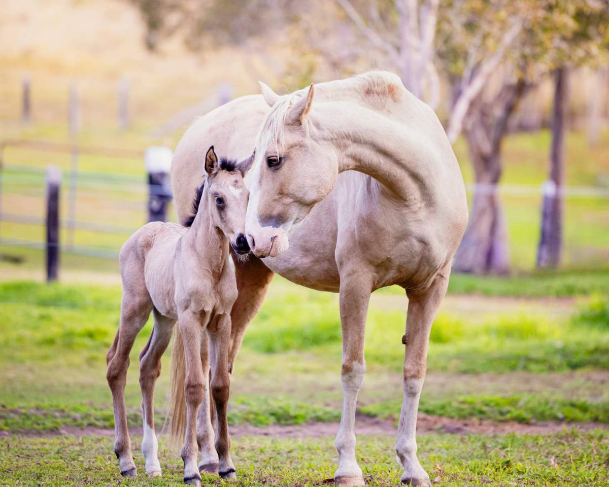World Champion GP Level Best Character Stallion !!!