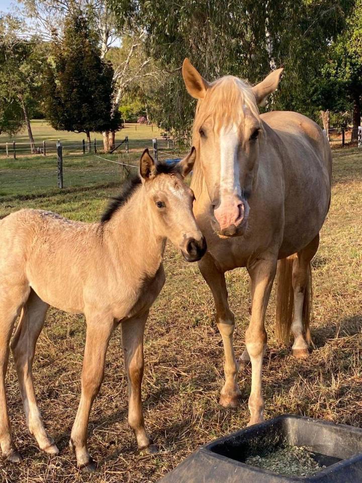 World Champion GP Level Best Character Stallion !!!