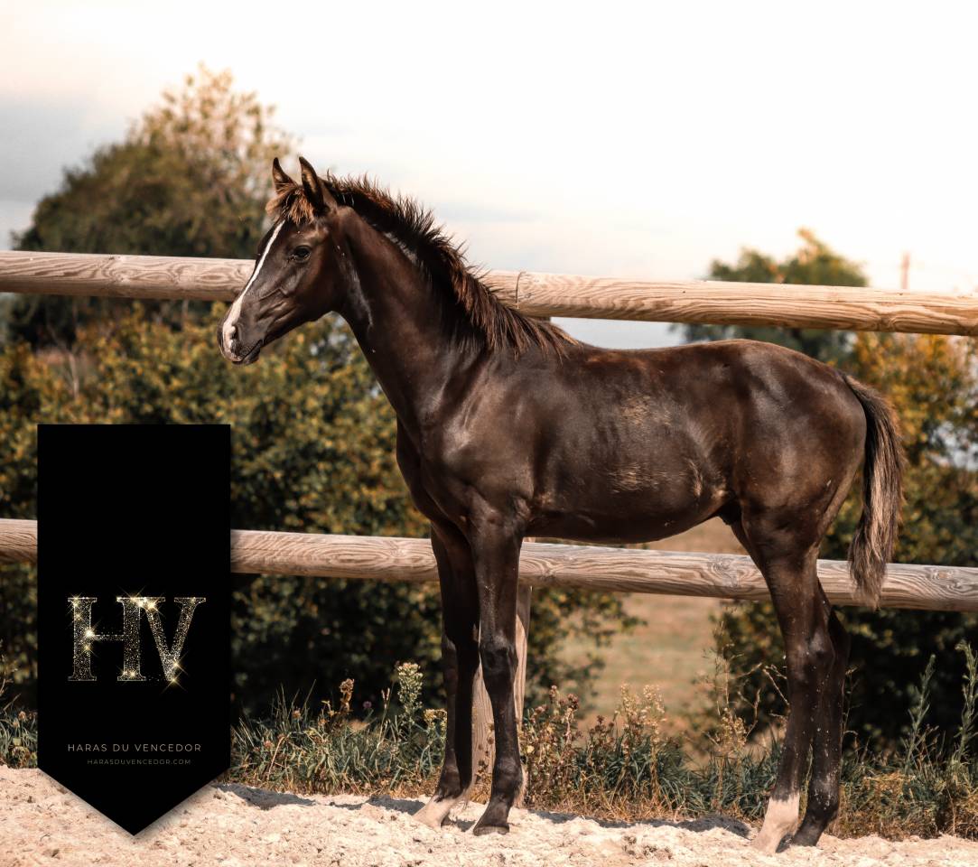 Colt KWPN Dutch Warmblood For sale 2025 Black