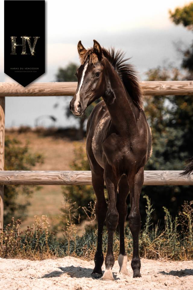 Colt KWPN Dutch Warmblood For sale 2025 Black