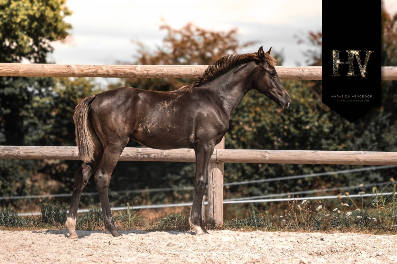 Colt KWPN Dutch Warmblood For sale 2025 Black