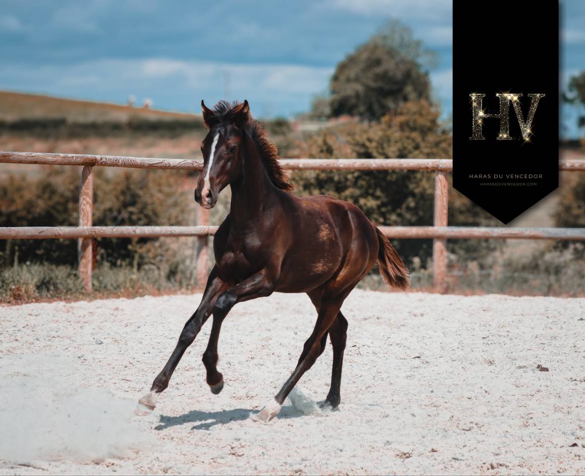 Colt KWPN Dutch Warmblood For sale 2025 Black