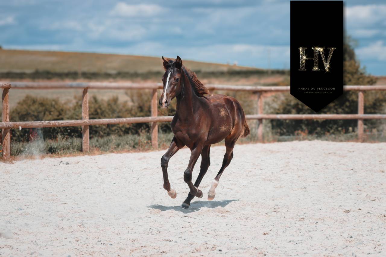 Colt KWPN Dutch Warmblood For sale 2025 Black