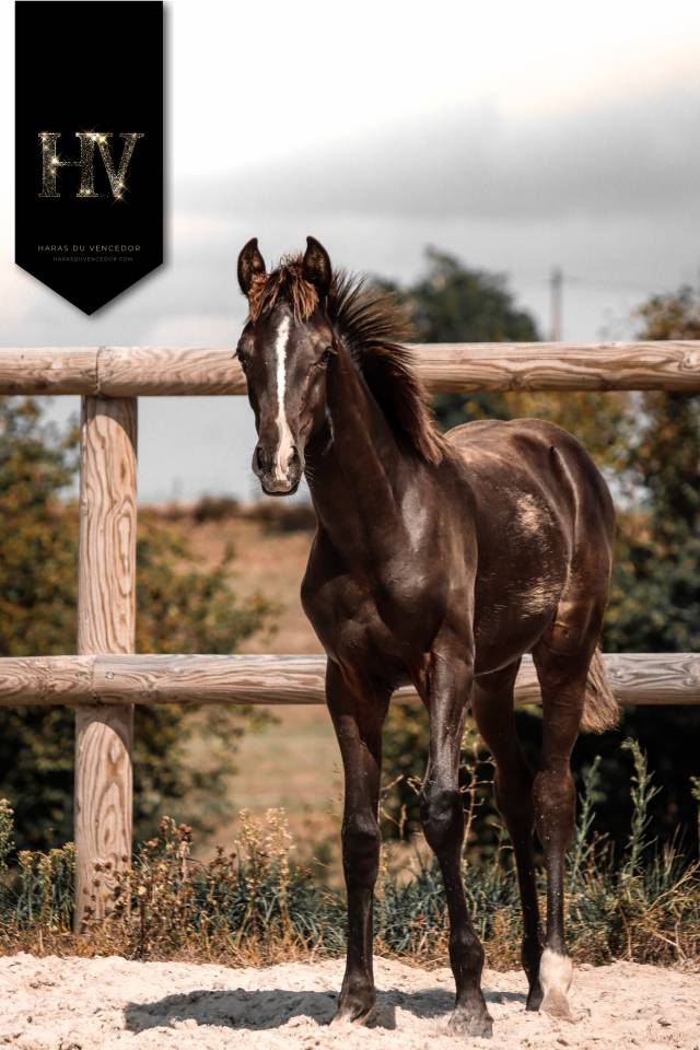 Colt KWPN Dutch Warmblood For sale 2025 Black