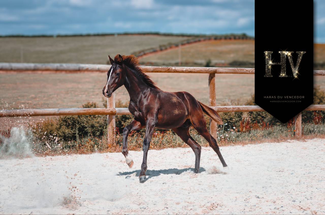 Colt KWPN Dutch Warmblood For sale 2025 Black