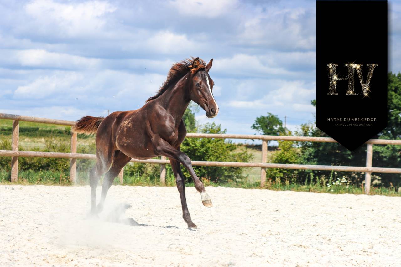 Colt KWPN Dutch Warmblood For sale 2025 Black