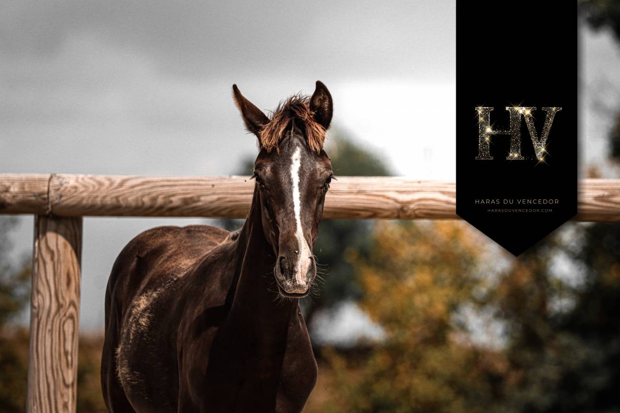 Colt KWPN Dutch Warmblood For sale 2025 Black