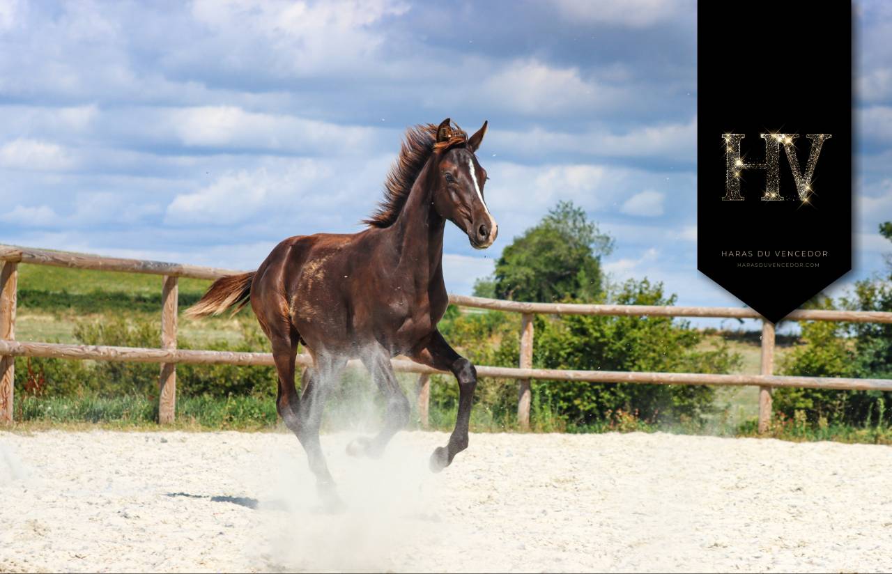 Colt KWPN Dutch Warmblood For sale 2025 Black