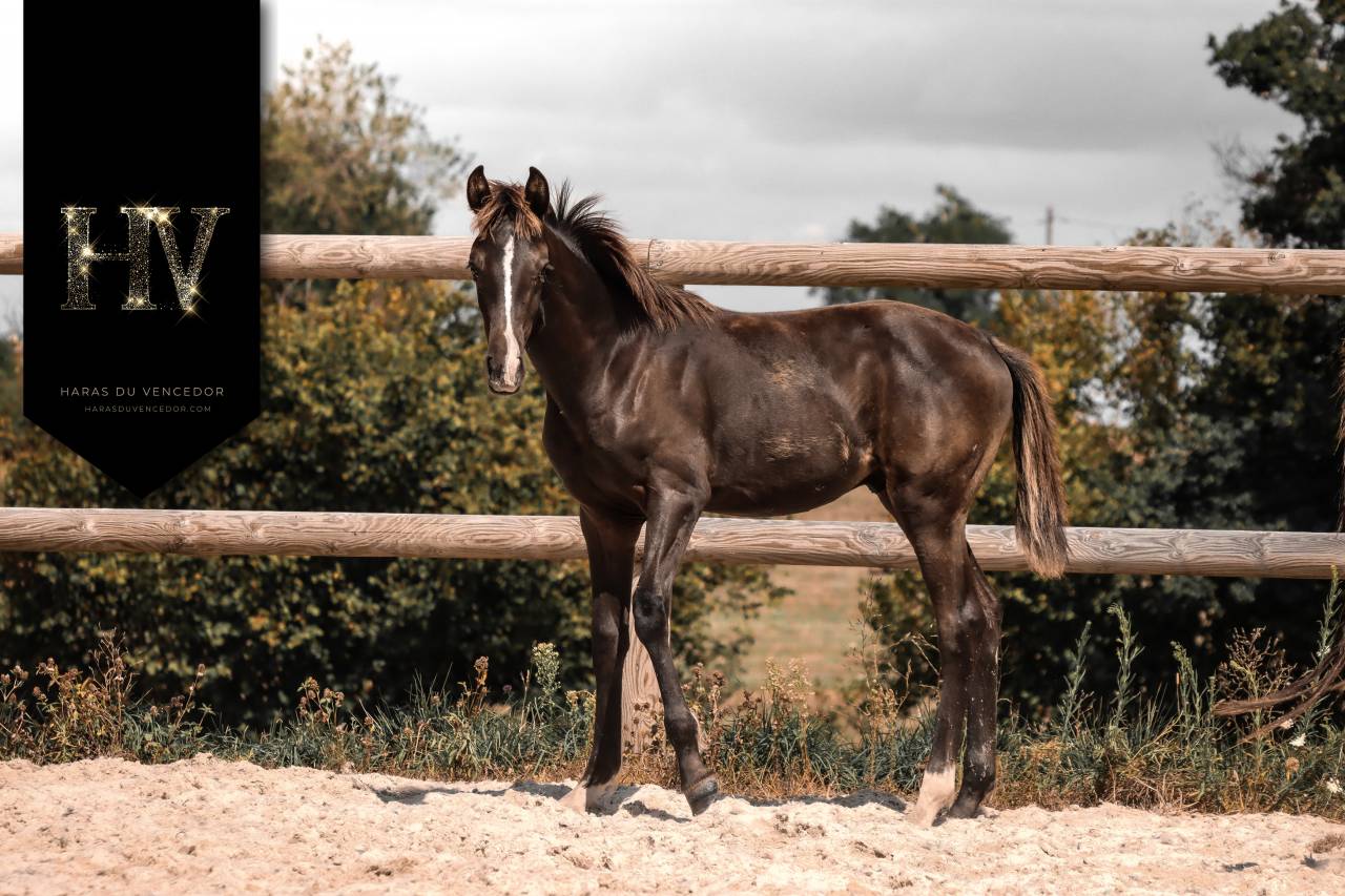 Colt KWPN Dutch Warmblood For sale 2025 Black