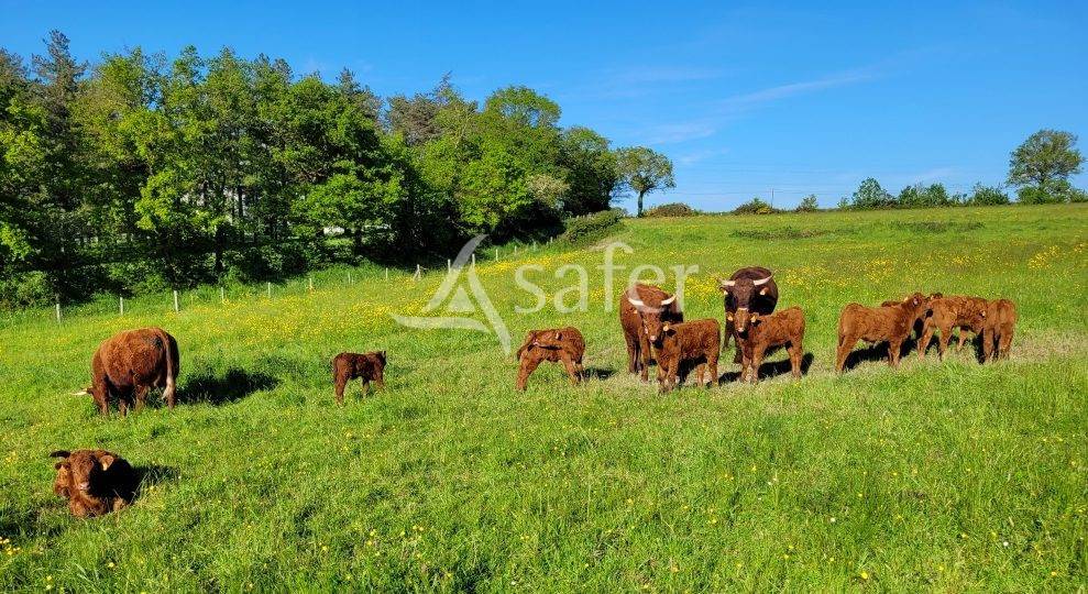 Sheep farm  Deux-Sèvres
