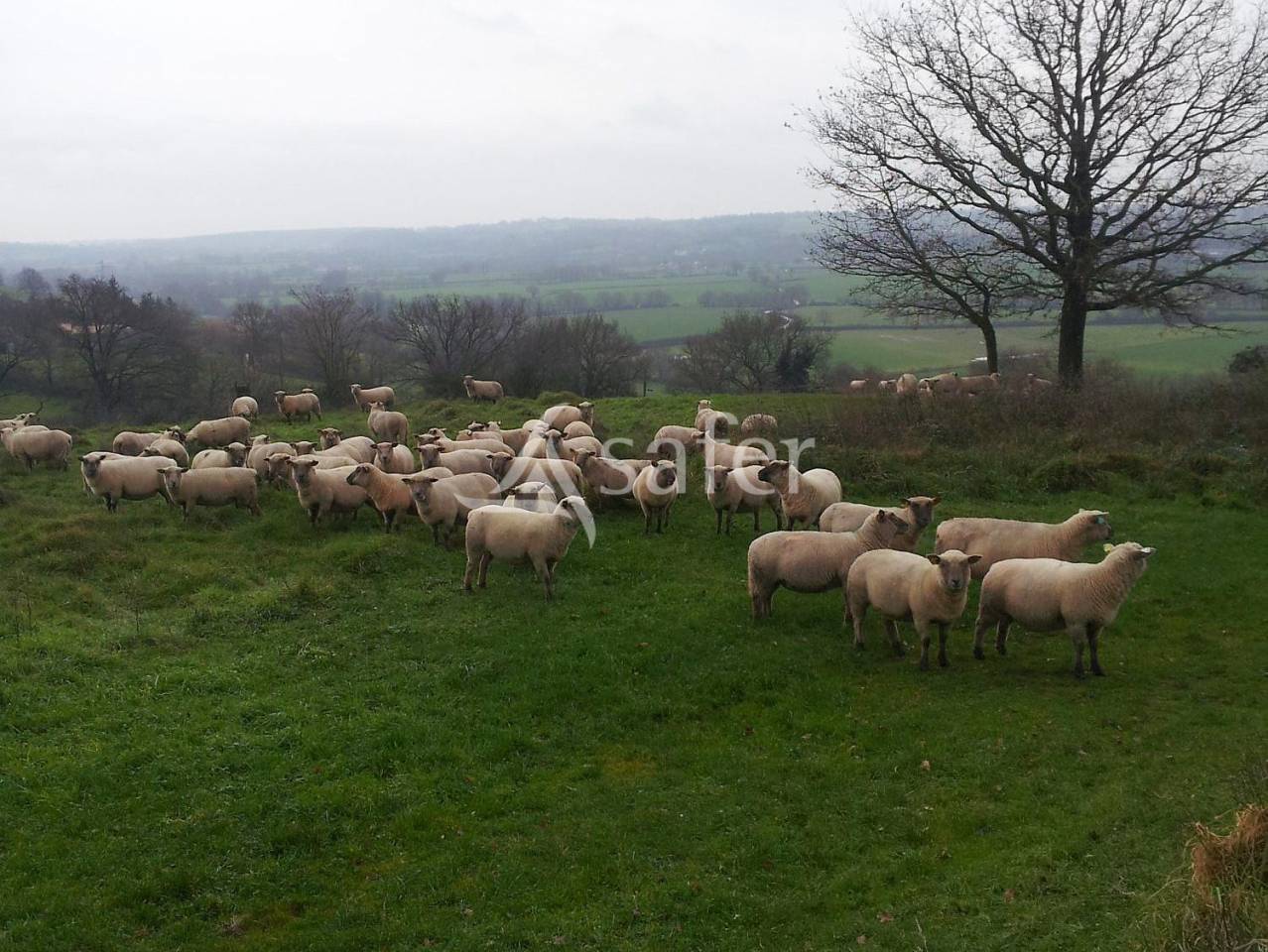 Sheep farm  Deux-Sèvres