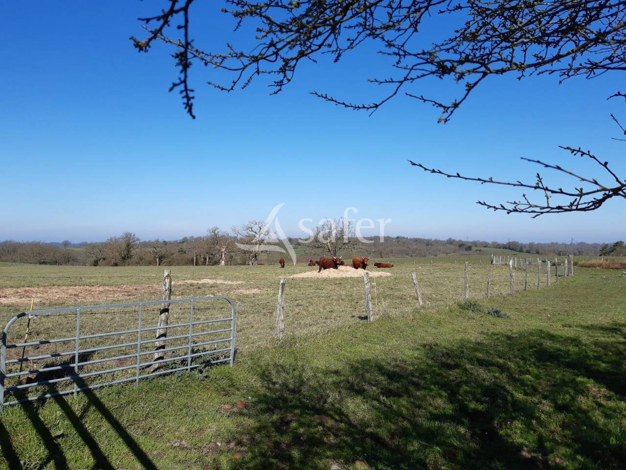 Sheep farm  Deux-Sèvres
