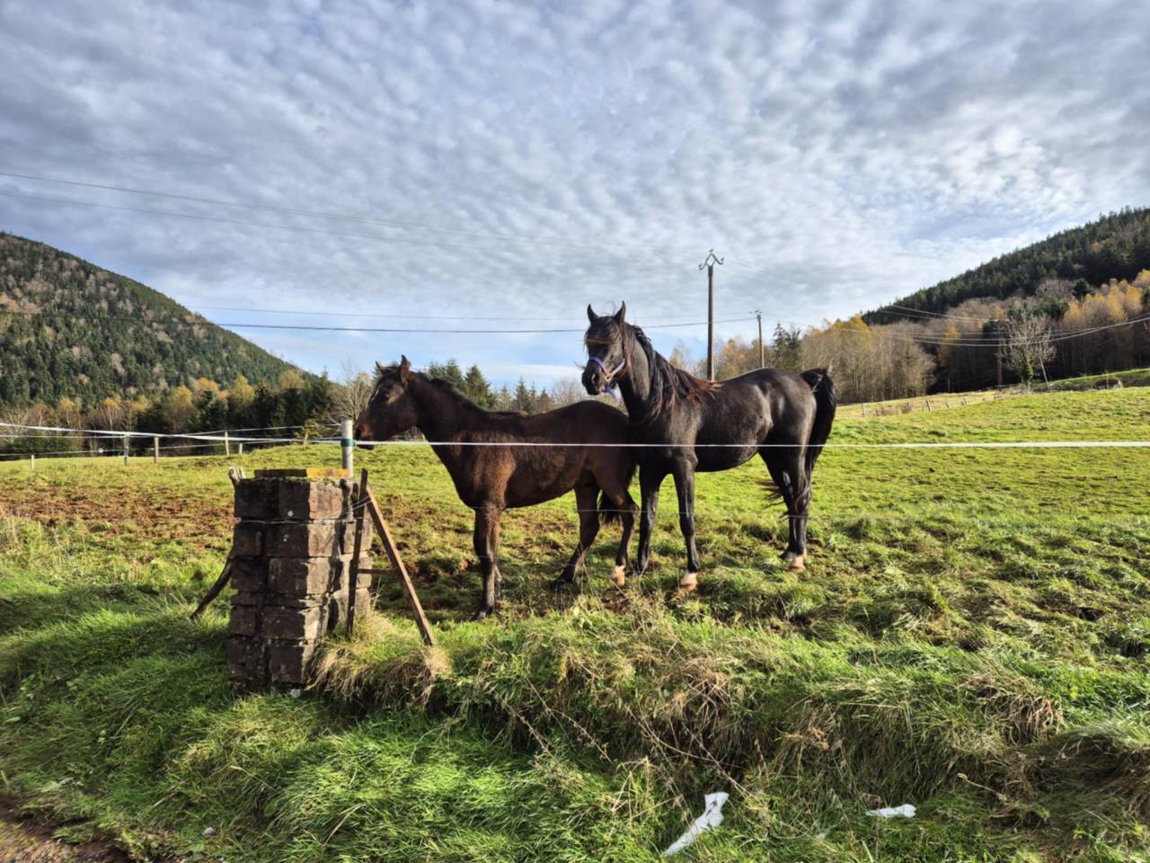 Yel's Black Jack  - Arabian 2020