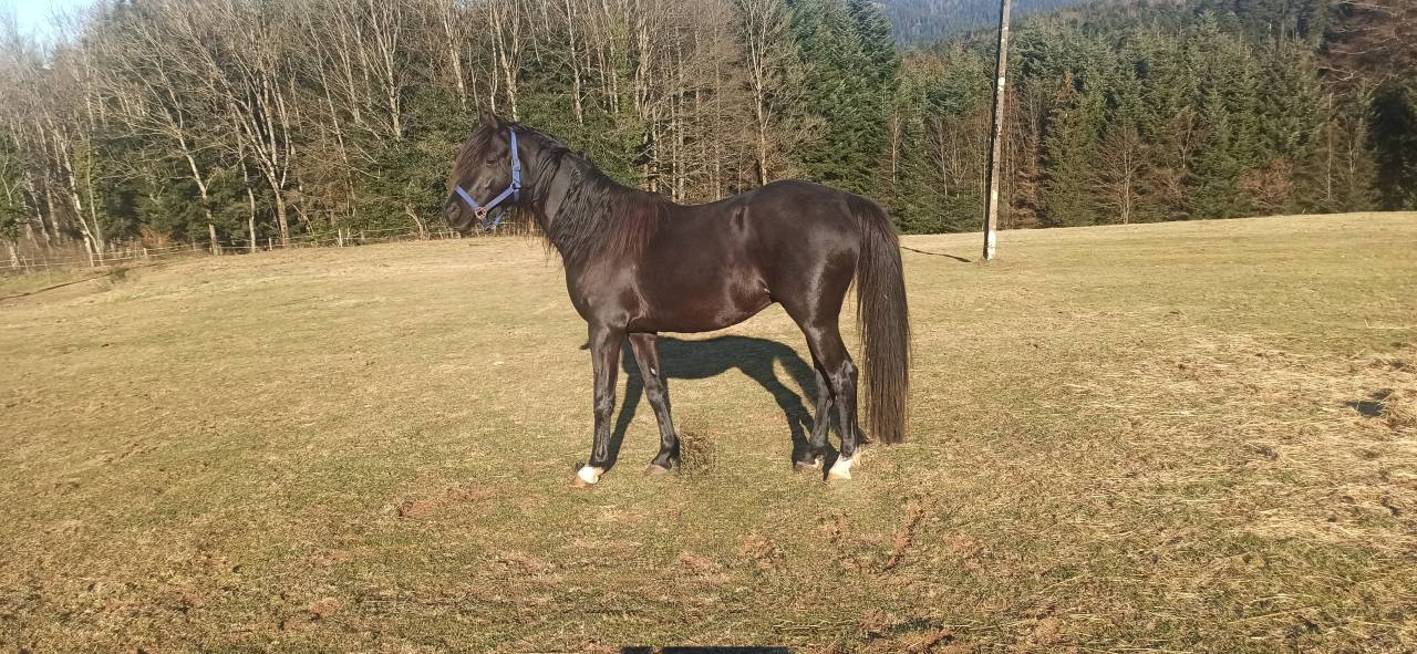 Yel's Black Jack  - Arabian 2020