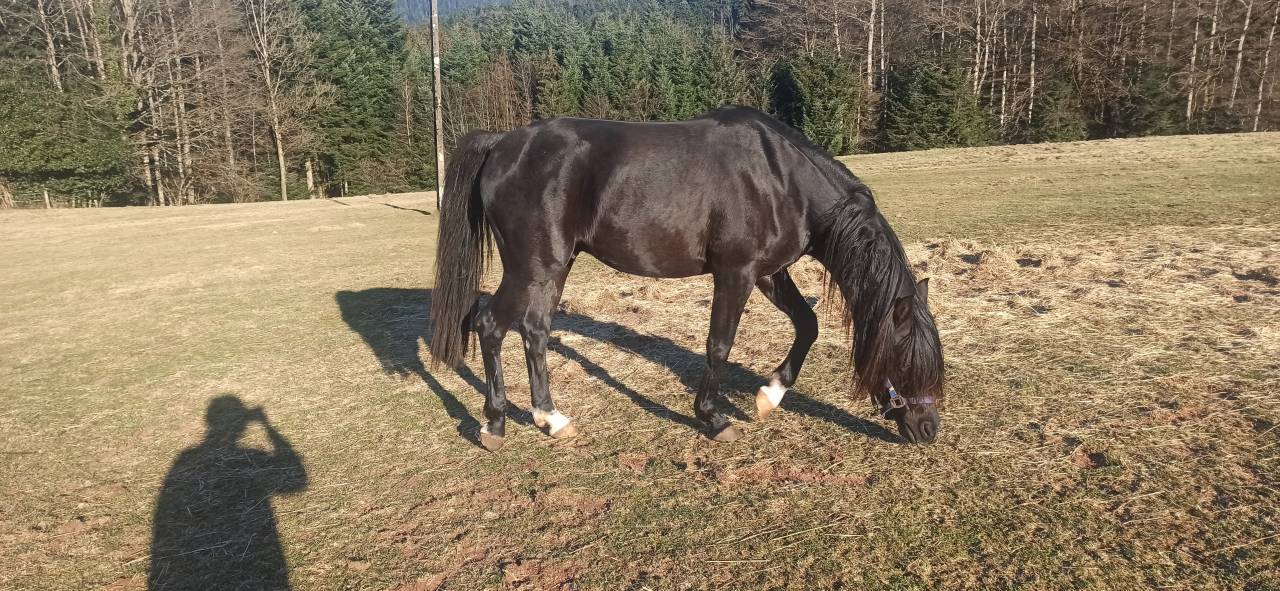 Yel's Black Jack  - Arabian 2020