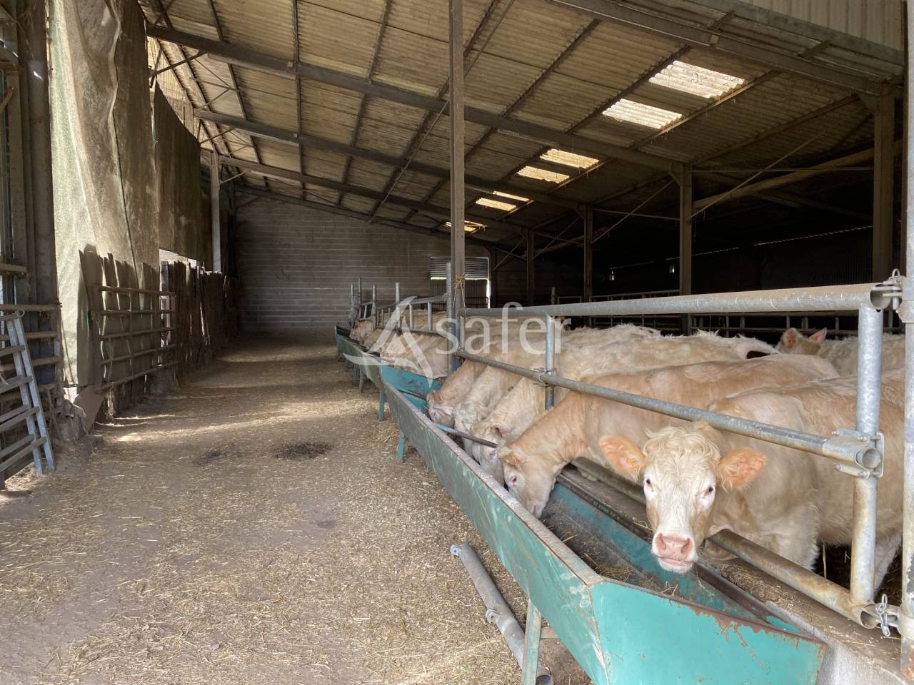 Sheep farm  Allier