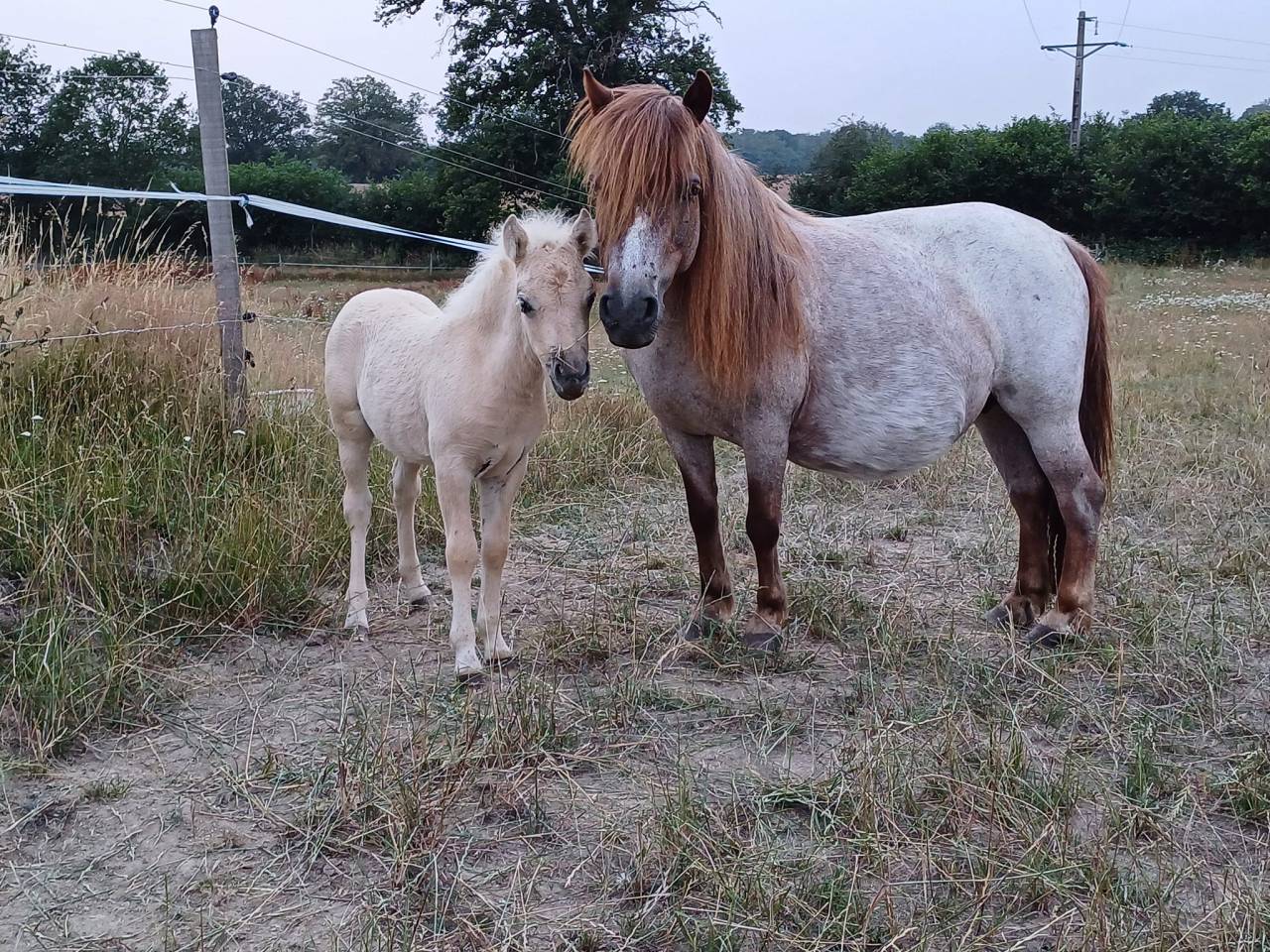 Mare Origin Recorded For sale 2023 Palomino