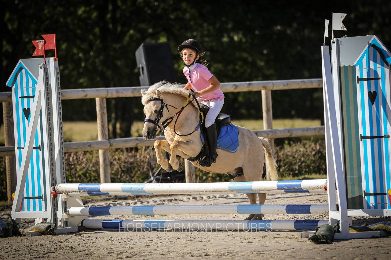 Mare Origin Recorded For sale 2023 Palomino