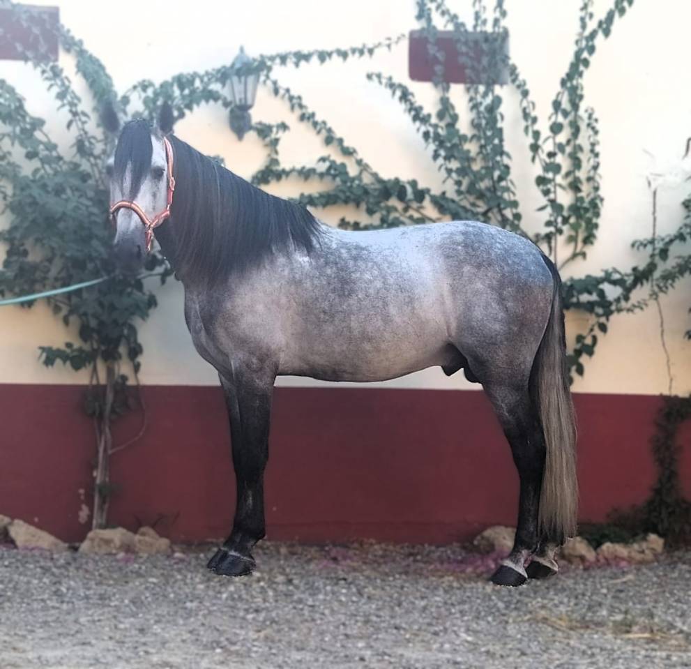 Entire PRE Pure Spanish Bred For sale 2017 Grey