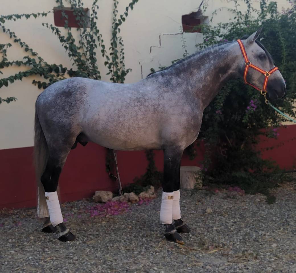 Entire PRE Pure Spanish Bred For sale 2017 Grey