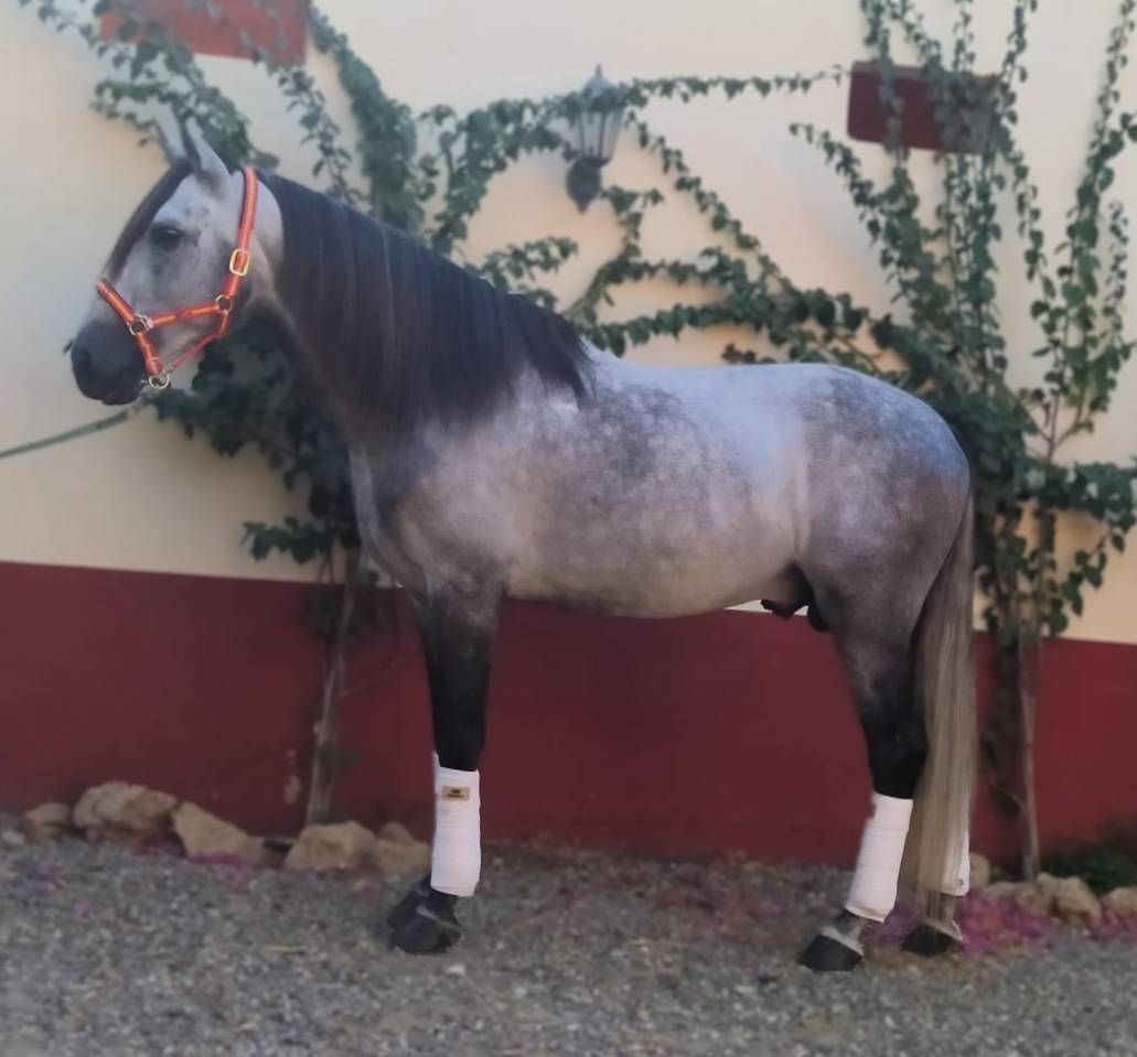 Entire PRE Pure Spanish Bred For sale 2017 Grey