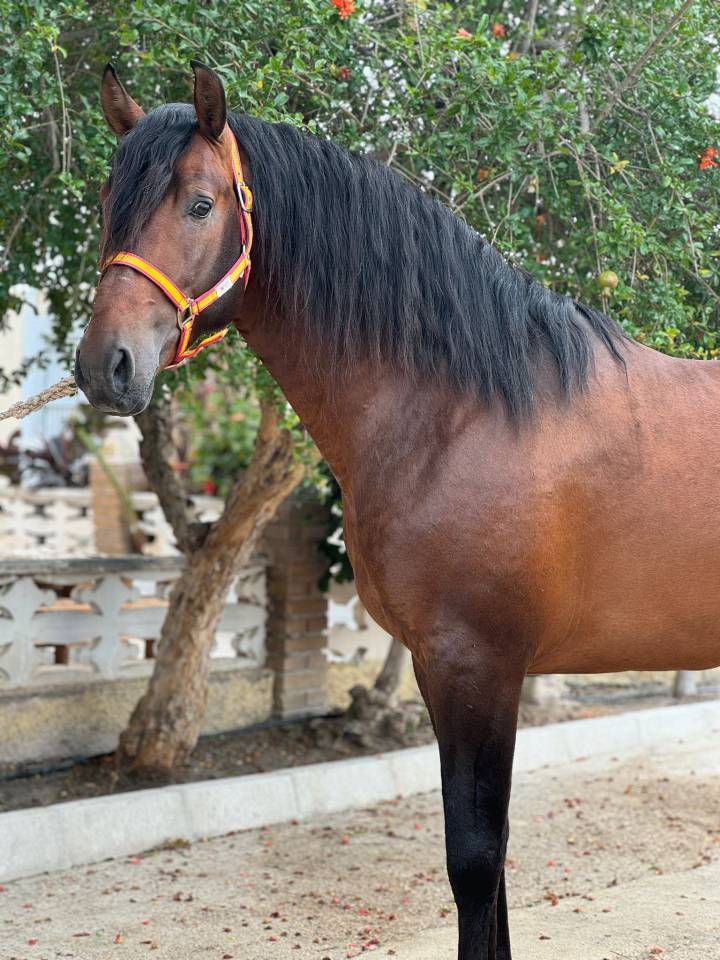 Entire PRE Pure Spanish Bred For sale 2020 Dark Bay
