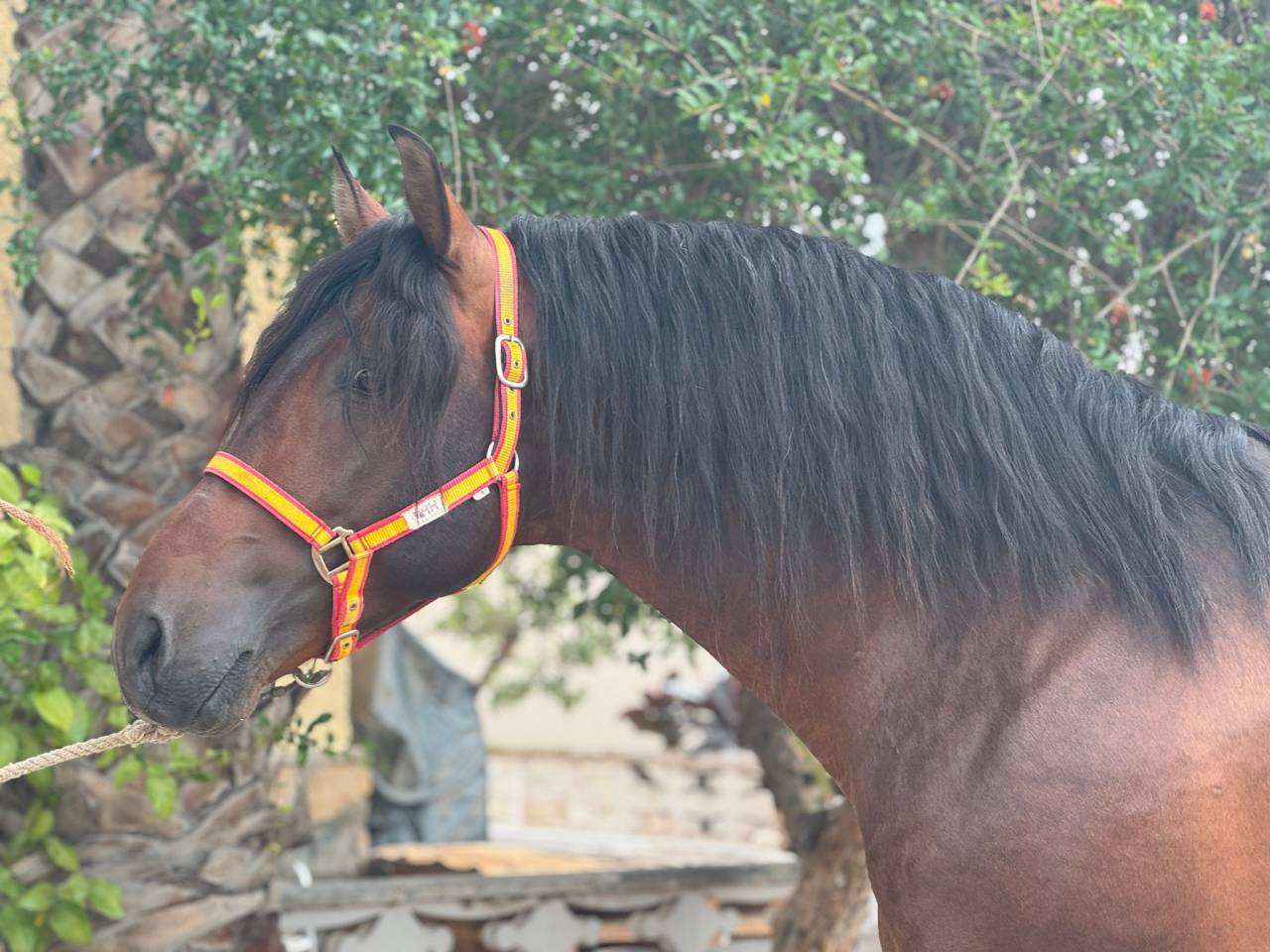 Entire PRE Pure Spanish Bred For sale 2020 Dark Bay