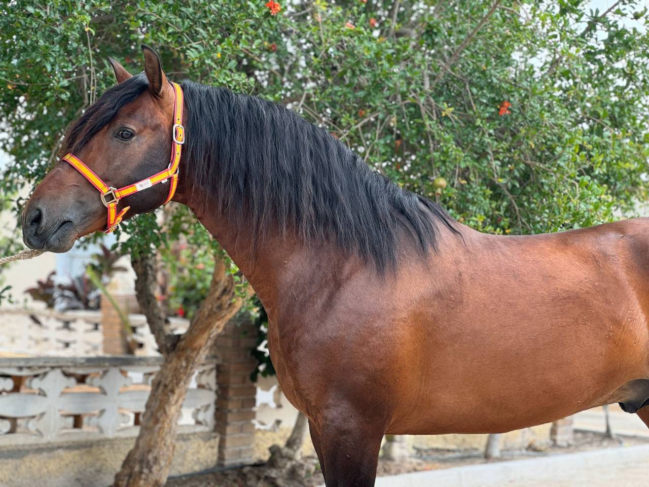 Entire PRE Pure Spanish Bred For sale 2020 Dark Bay