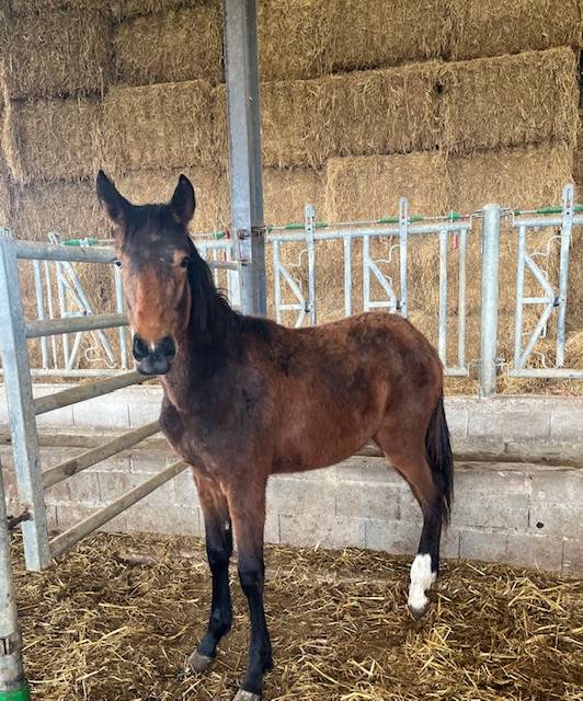 Gelding Selle Français For sale 2024 Bay