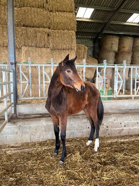 Gelding Selle Français For sale 2024 Bay