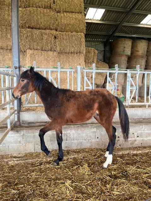 Gelding Selle Français For sale 2024 Bay