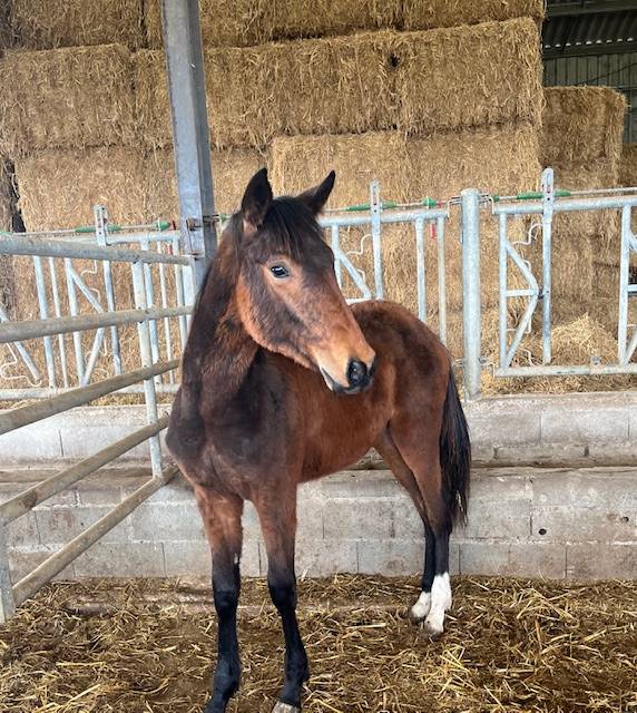 Gelding Selle Français For sale 2024 Bay