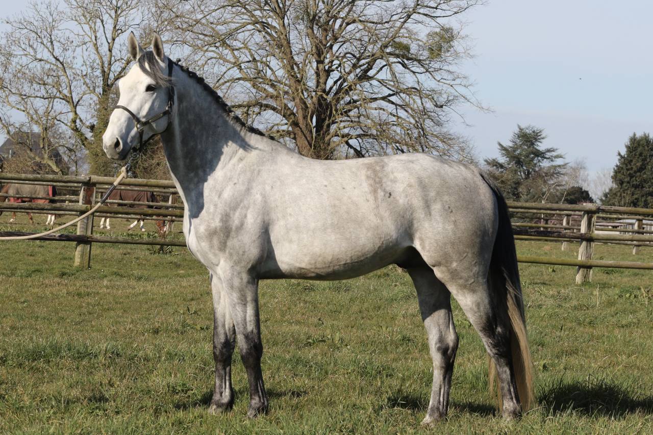 Actinium Brimbelles z - Zangersheide 2020 by AMADEUS Z