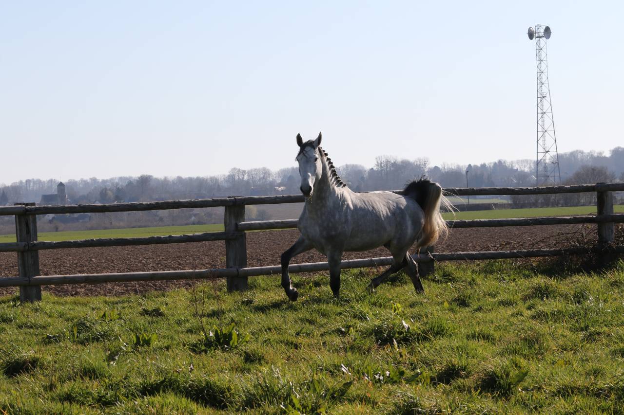 Actinium Brimbelles z - Zangersheide 2020 by AMADEUS Z