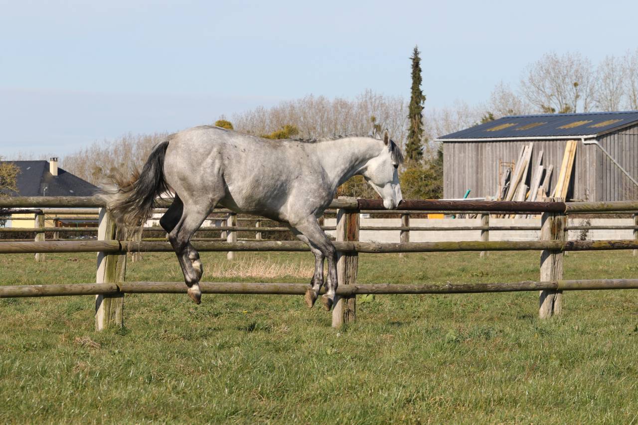 Actinium Brimbelles z - Zangersheide 2020 by AMADEUS Z