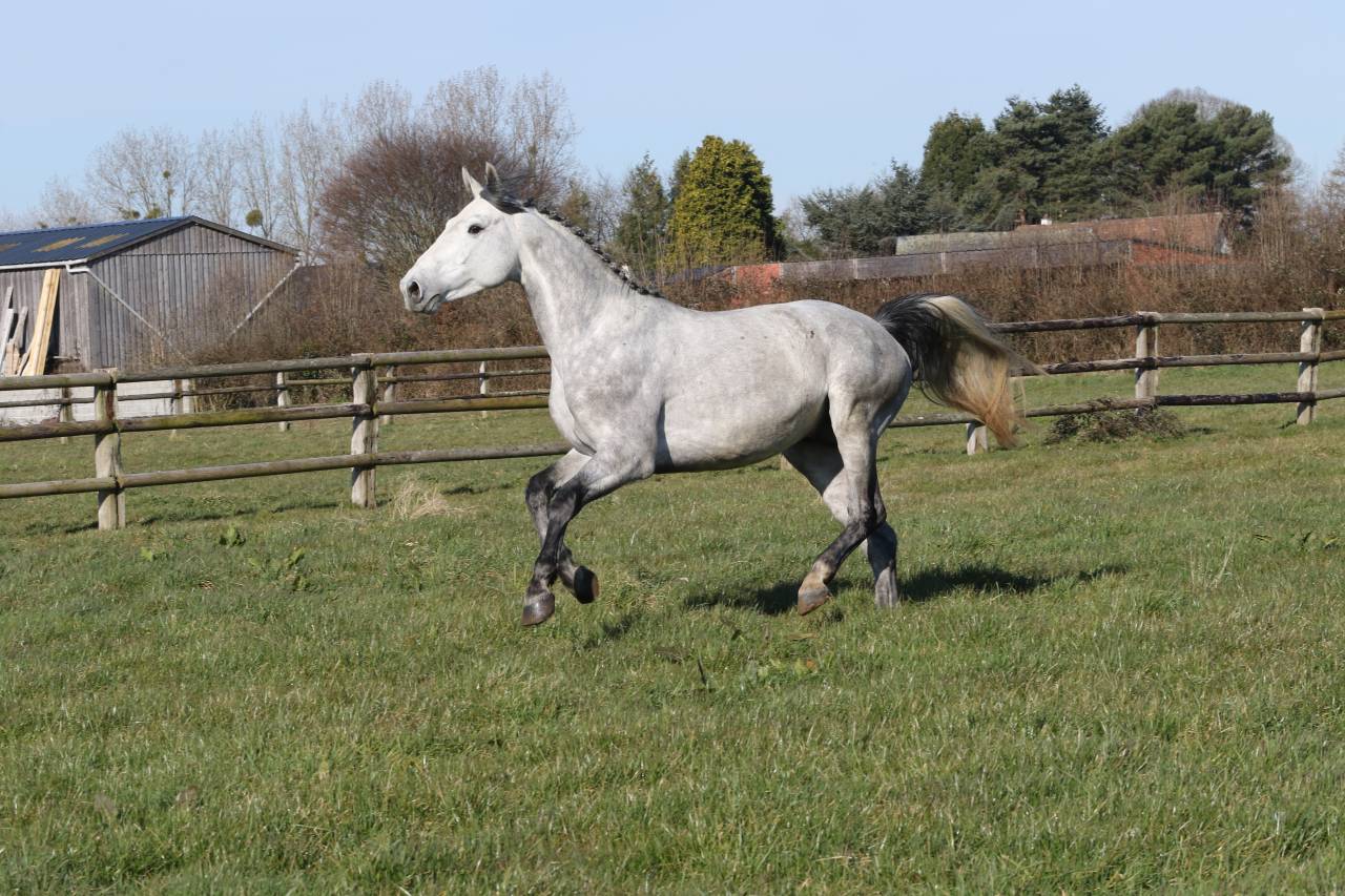 Actinium Brimbelles z - Zangersheide 2020 by AMADEUS Z