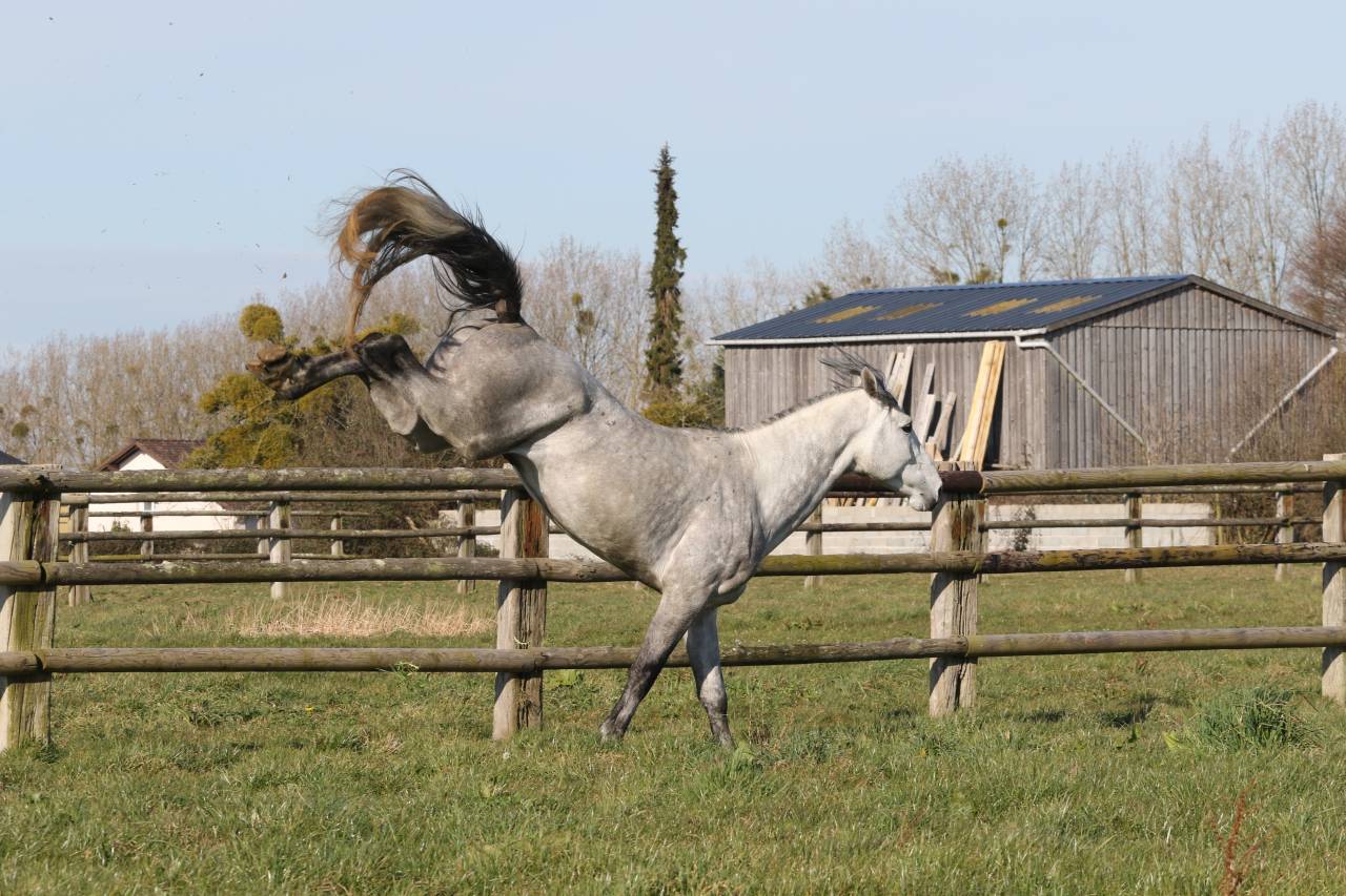 Actinium Brimbelles z - Zangersheide 2020 by AMADEUS Z